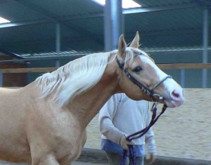 Obrazek